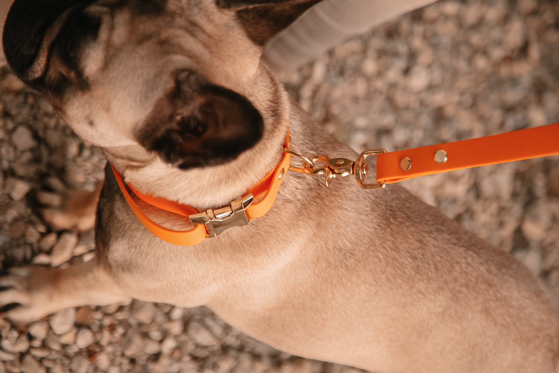 Un collier et une laisse bandoulière pour toutou