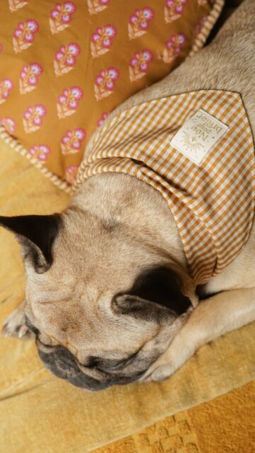 ✨Tuto couture✨
Un bandana pour toutou 🐶
Quelques chutes de tissus, un peu d’élastique et voilà un bandana réversible ! Facile et très rapide à coudre, même quand on débute ✂️
🎥 Suivez le tuto vidéo pour réaliser le vôtre.
📥 Le gabarit est téléchargeable sur mon blog !
#TutoCouture #BandanaChien #CoutureFacile #diycouture #tutobandana