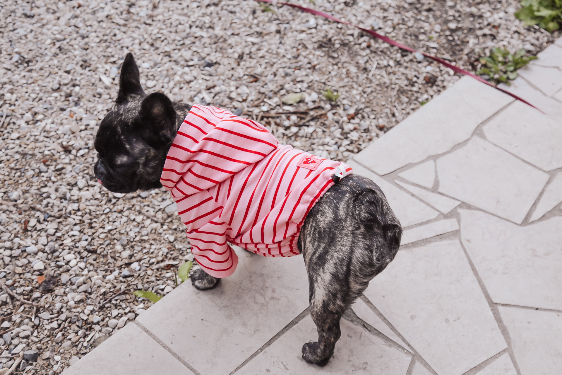 Patron couture gratuit : un sweat pour chien